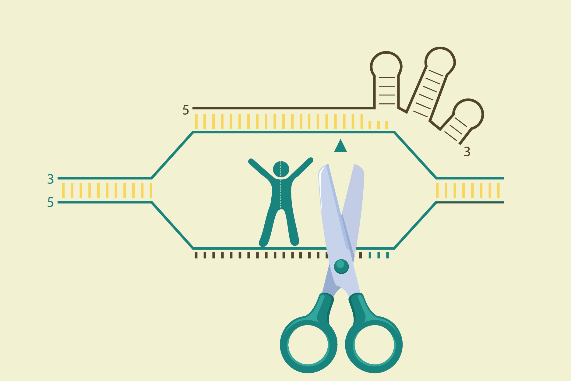 CRISPR genome editing