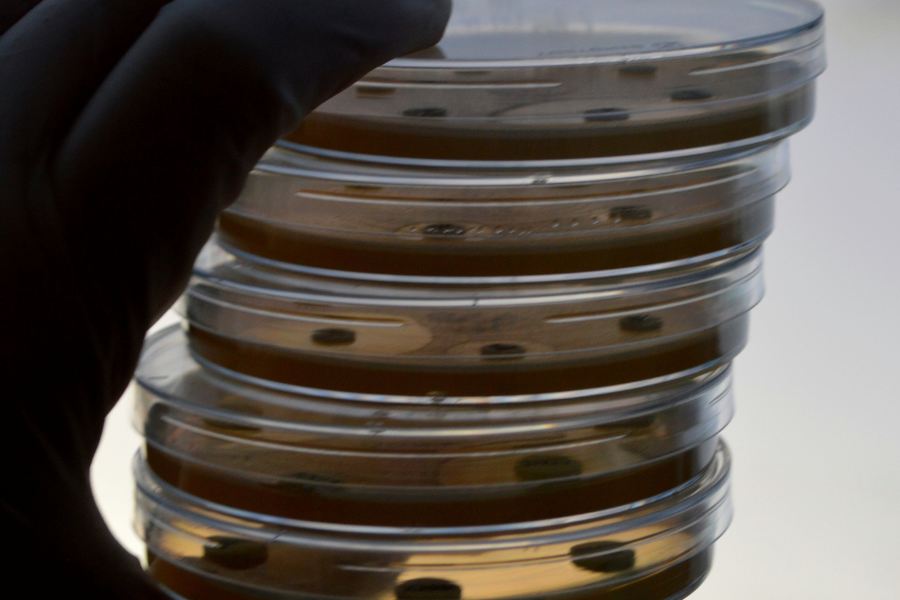 Hand holding a stack of antibiotic susceptibility testing plates.