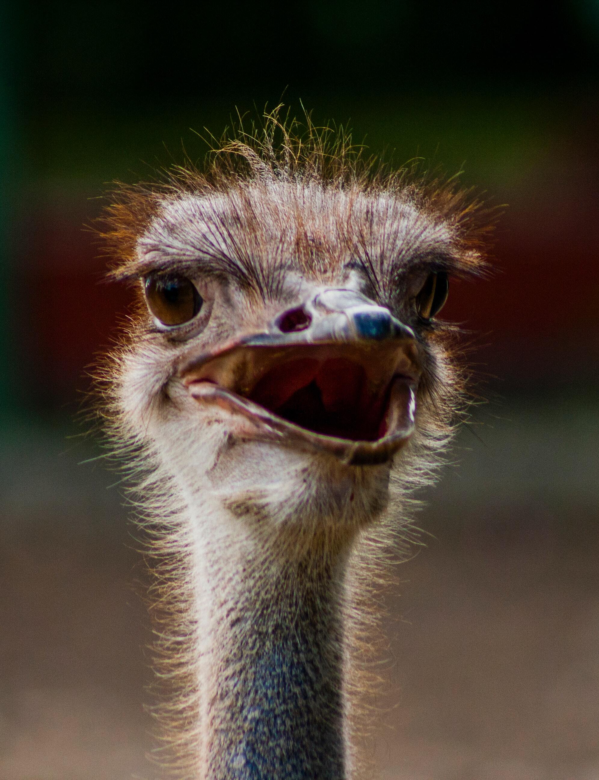 An ostrich