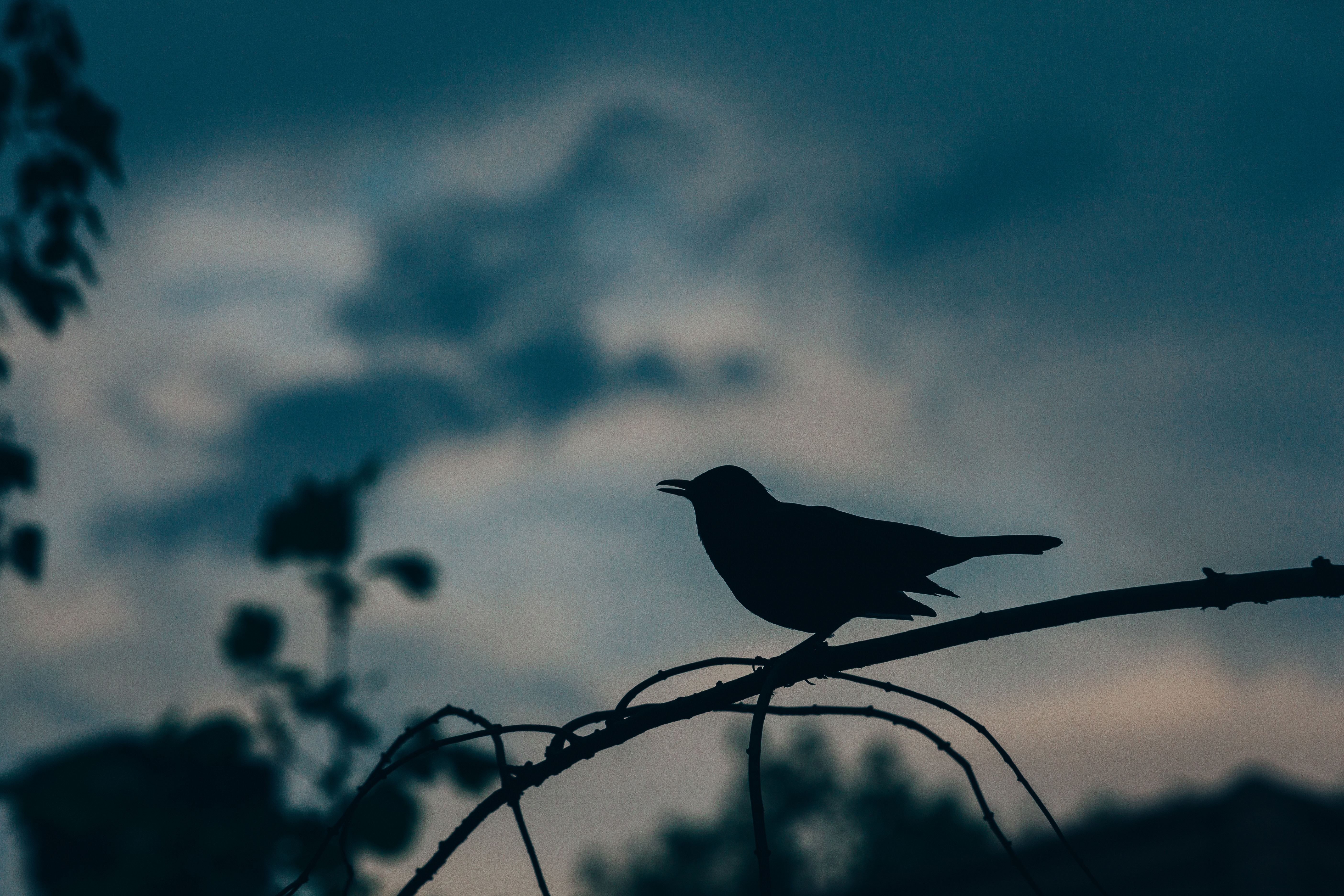 Silhouette of a small songbird on a branch