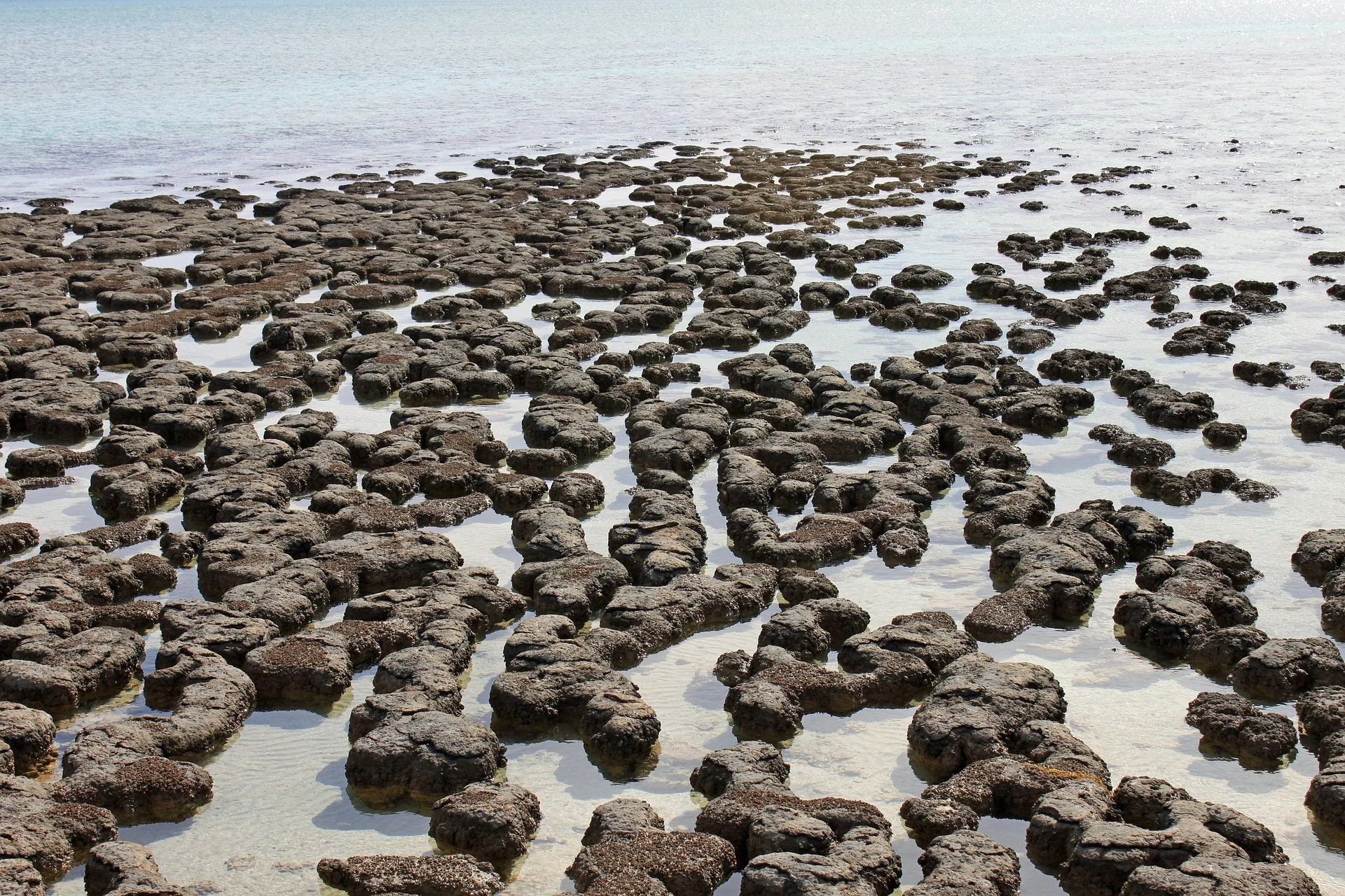 Stromatolites at Red Caps Australia