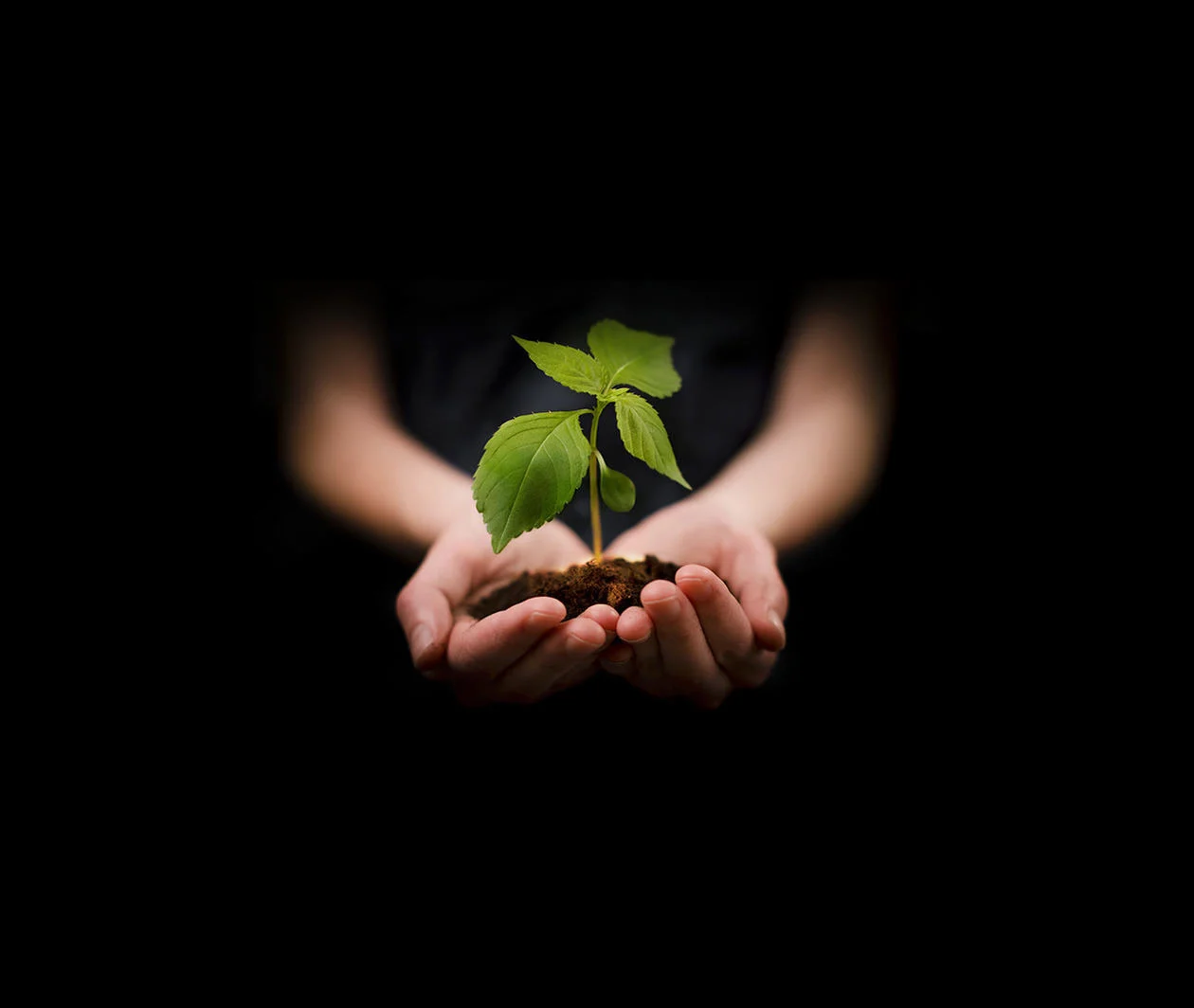 Hands holding a small plant growing in dirt.