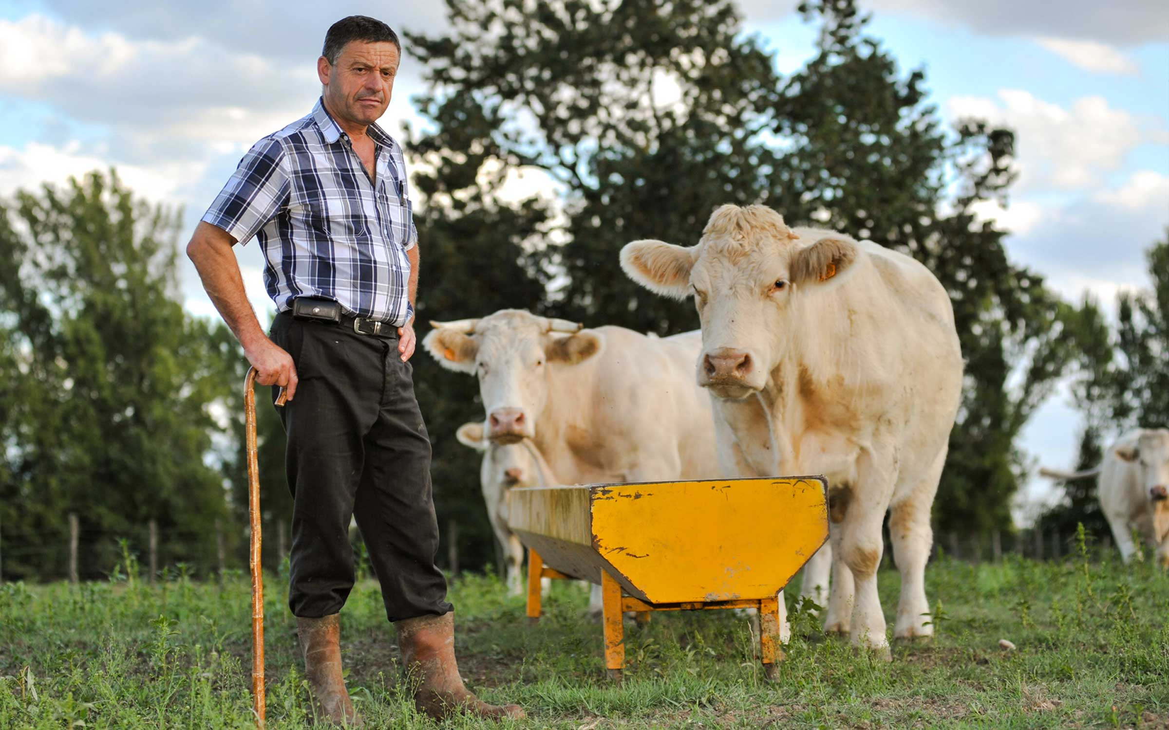 Farmer with white cows beside a yellow trough in a field