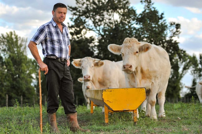 Farmer with white cows beside a yellow trough in a field