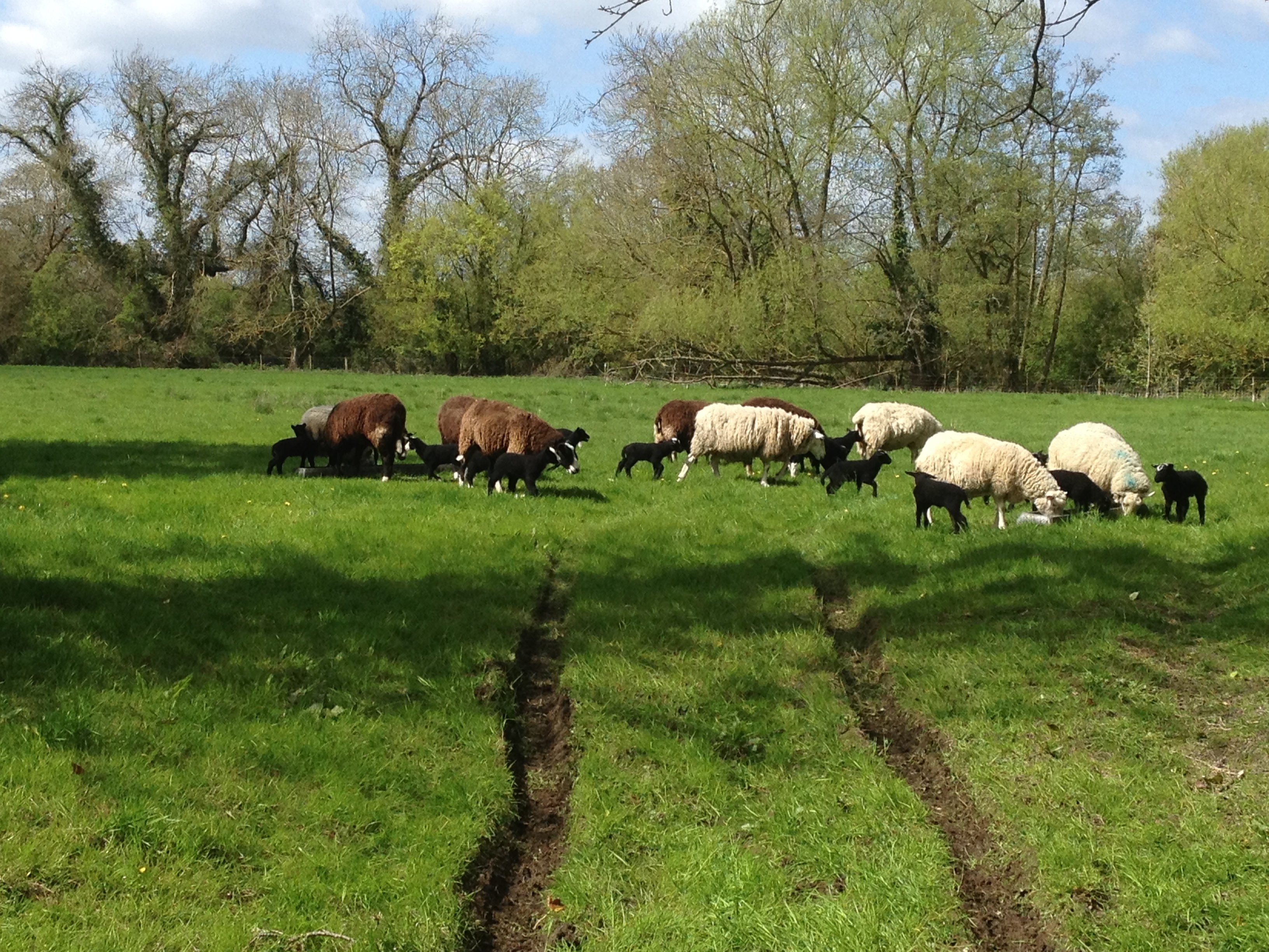 A field with sheep and lambs