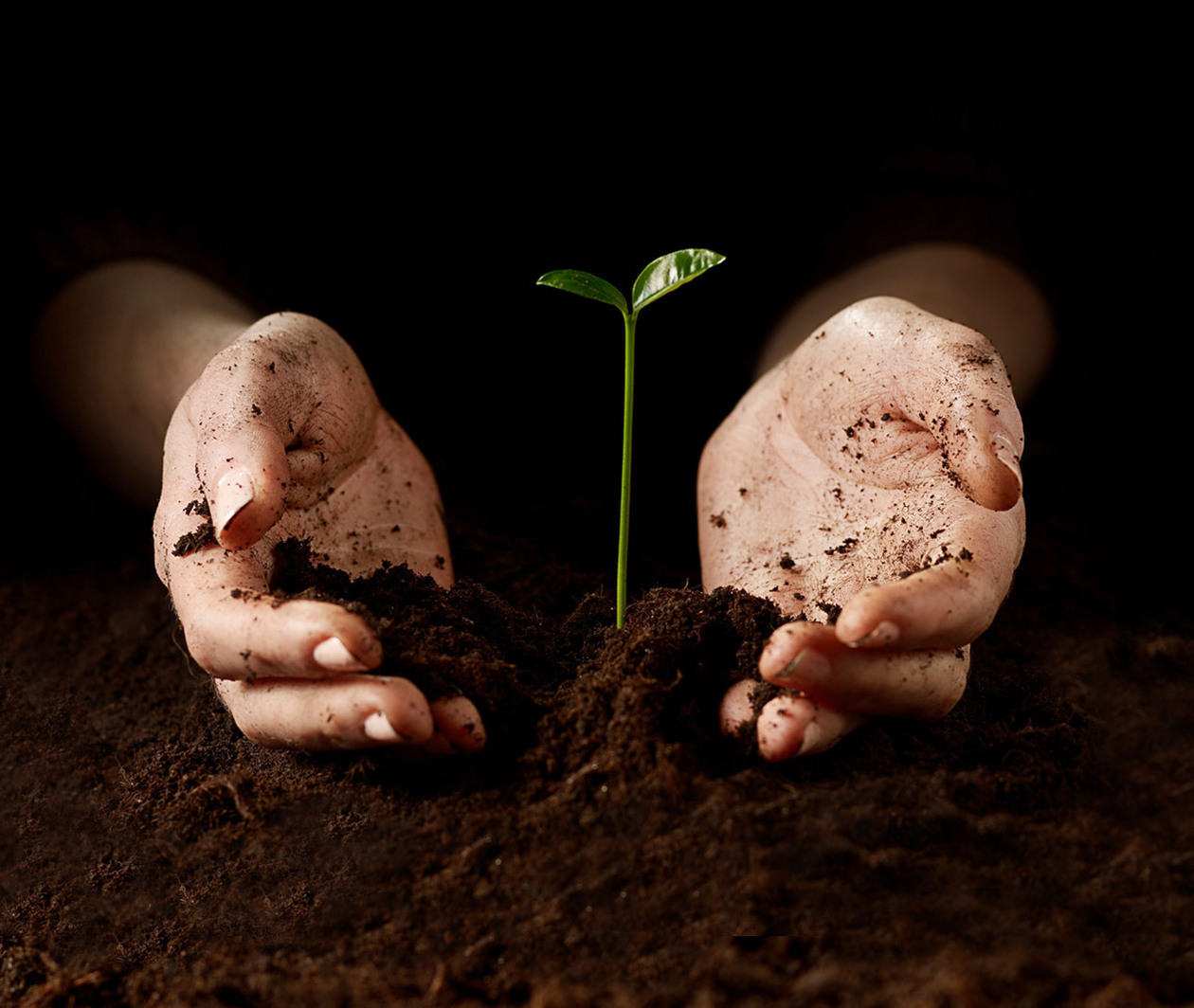 hands cupping a single plant growing from soil 