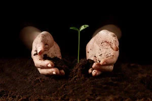 hands cupping a single plant growing from soil 