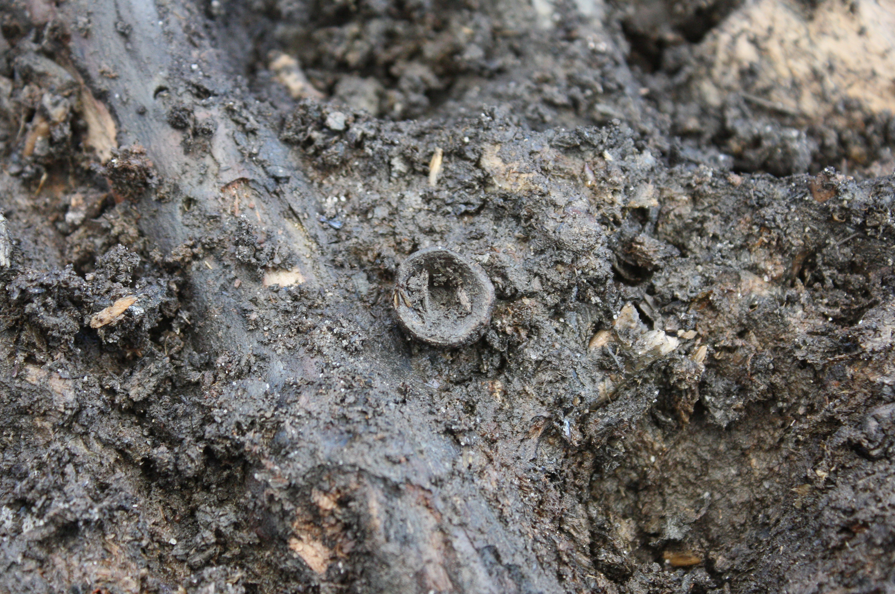 A northern pike fish bone from Star Carr - this is the posterior abdominal vertebra.