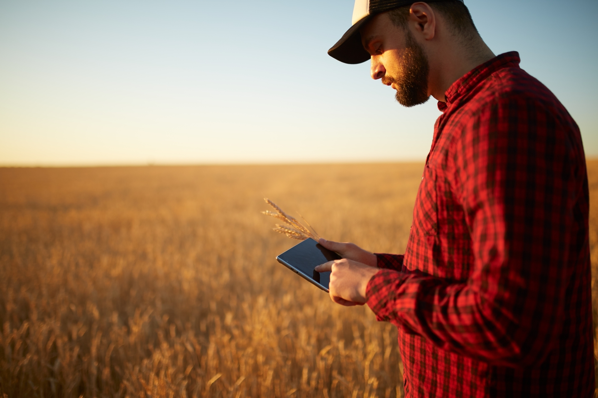 Male agronomist using a tablet in wheat field