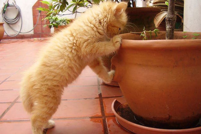 A ginger kitten standing on hind legs to look curiously into a ceramic planter