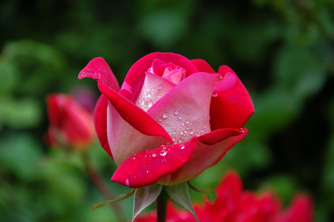 A single red rose among green bushes.