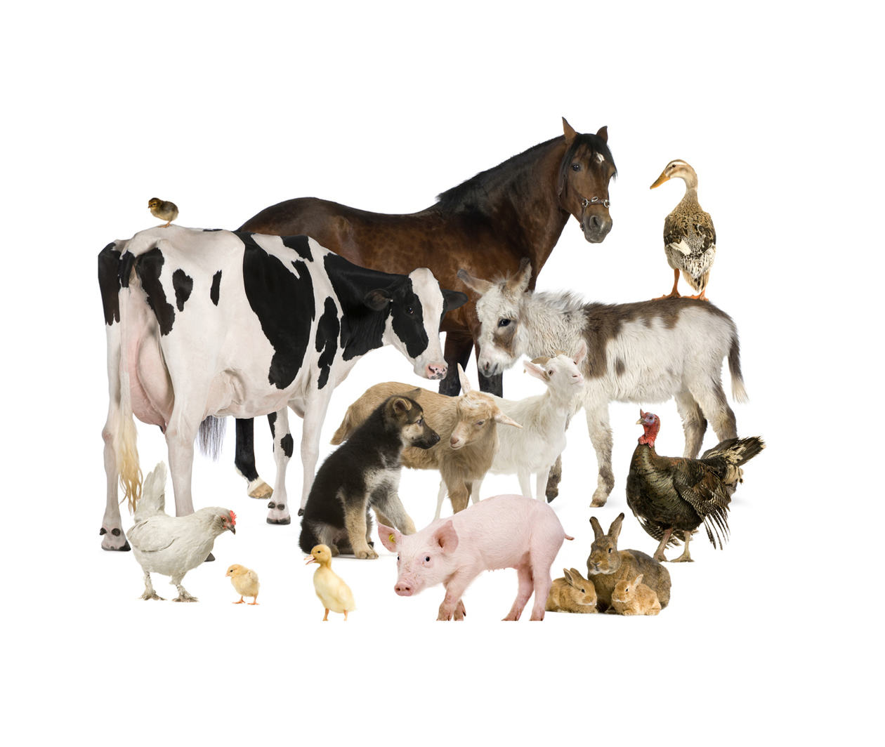 Image showing a collection of farmyard animals