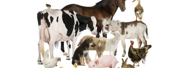 Image showing a collection of farmyard animals