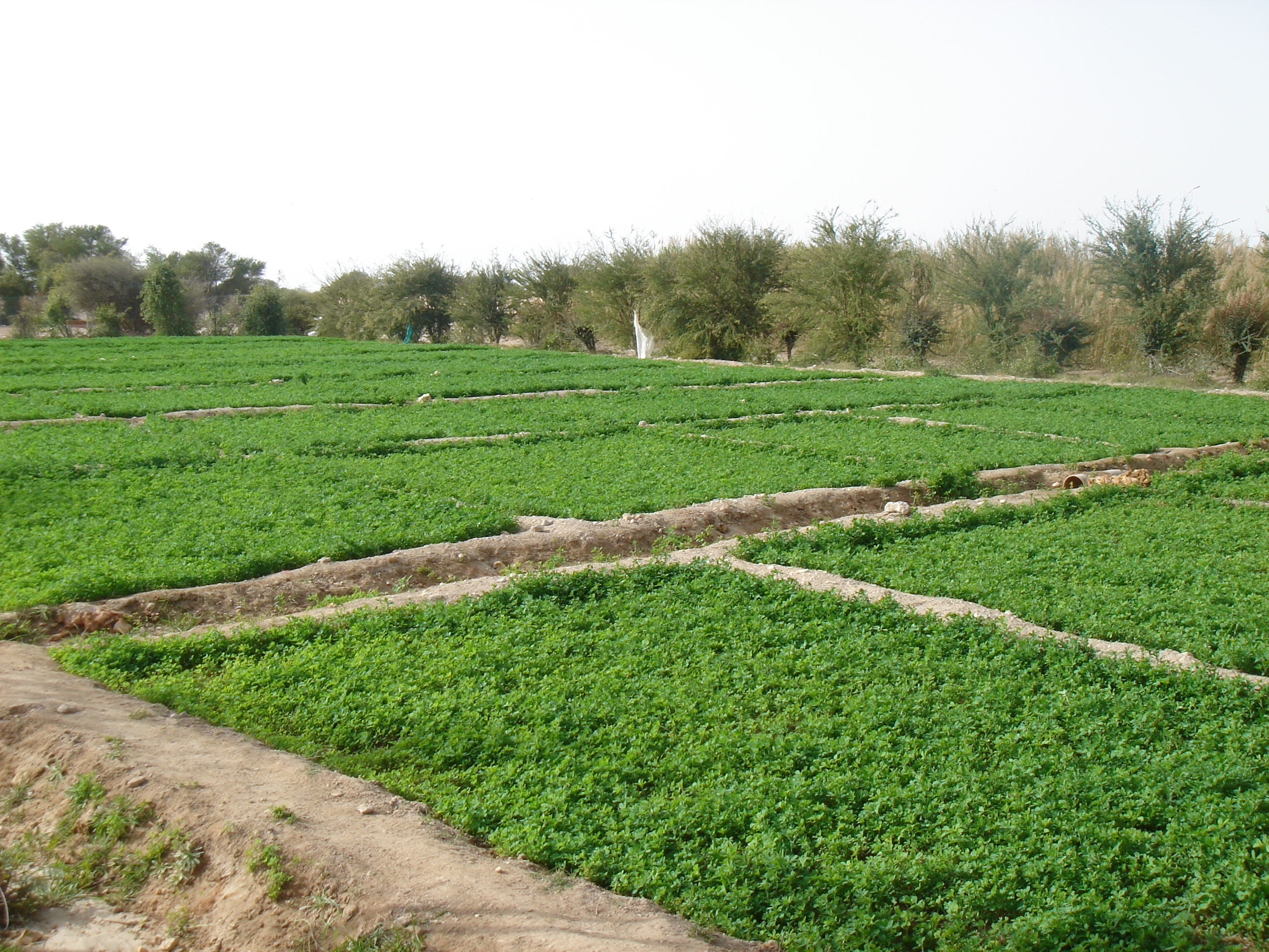 A photo of green fields that consists of legume, Lucerne