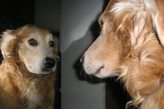 Dog looking in mirror