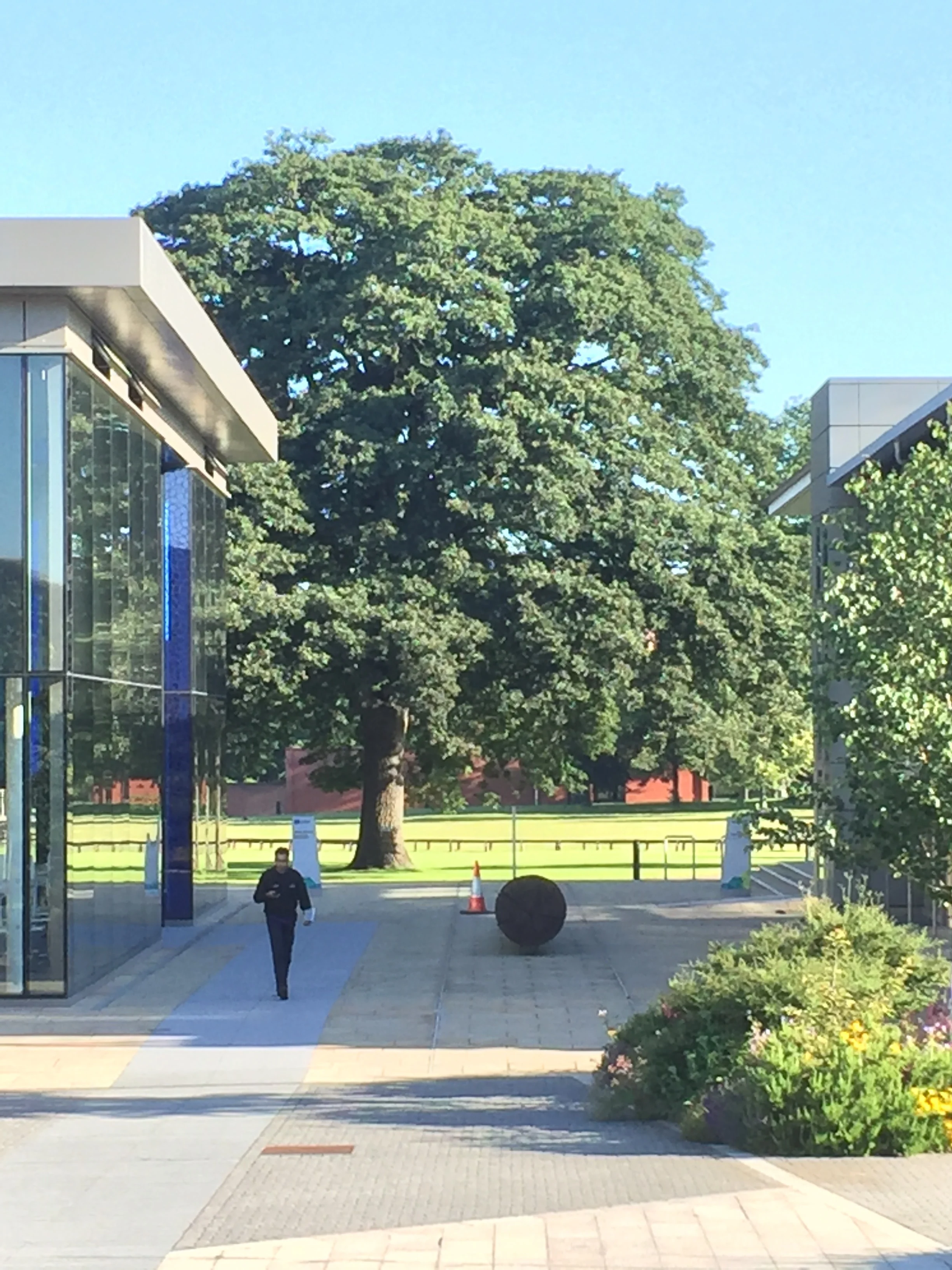 The Wellcome Genome Campus: the Sulston Building on the left, EBI South Building on the right, with the large Oak Tree behind.