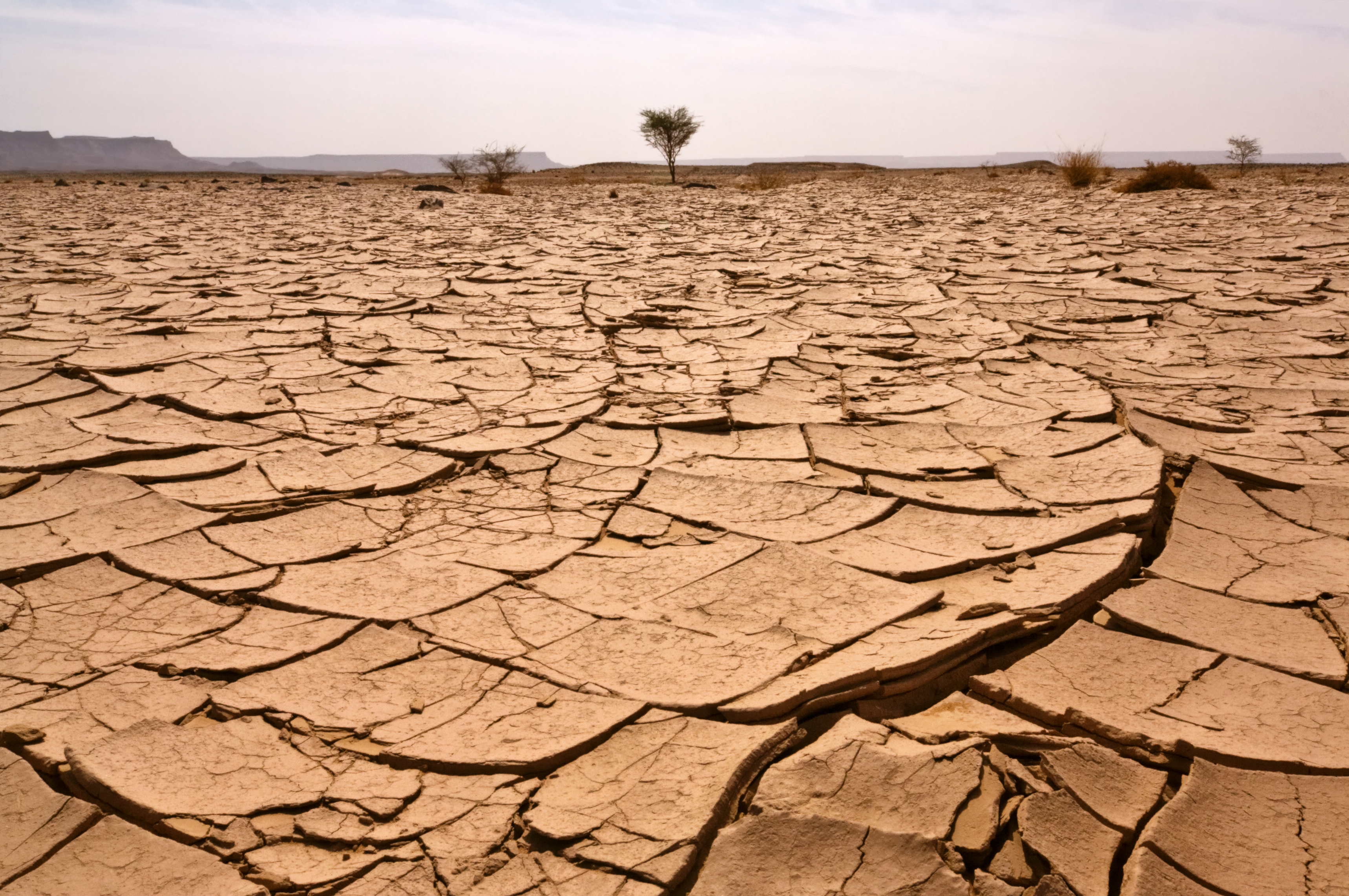 Tree in arid landscape. Soil cracked and dry.