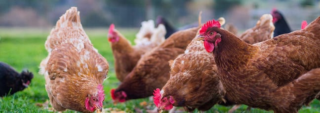 Chickens pecking grains off the grass with hills in the background