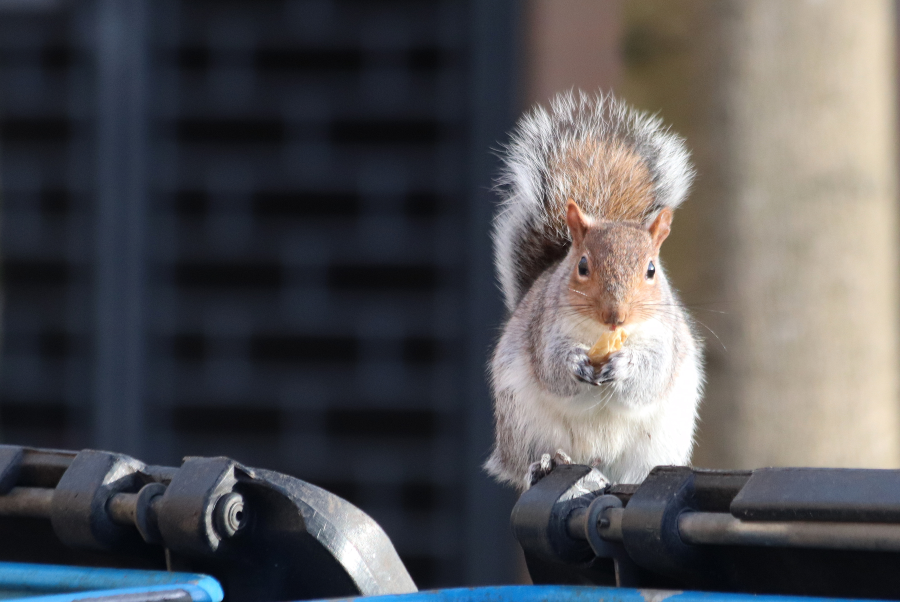 Grey squirrel on a bin