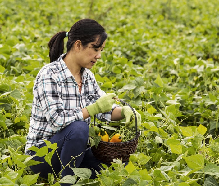 A woman picking peppers in a lush green field.