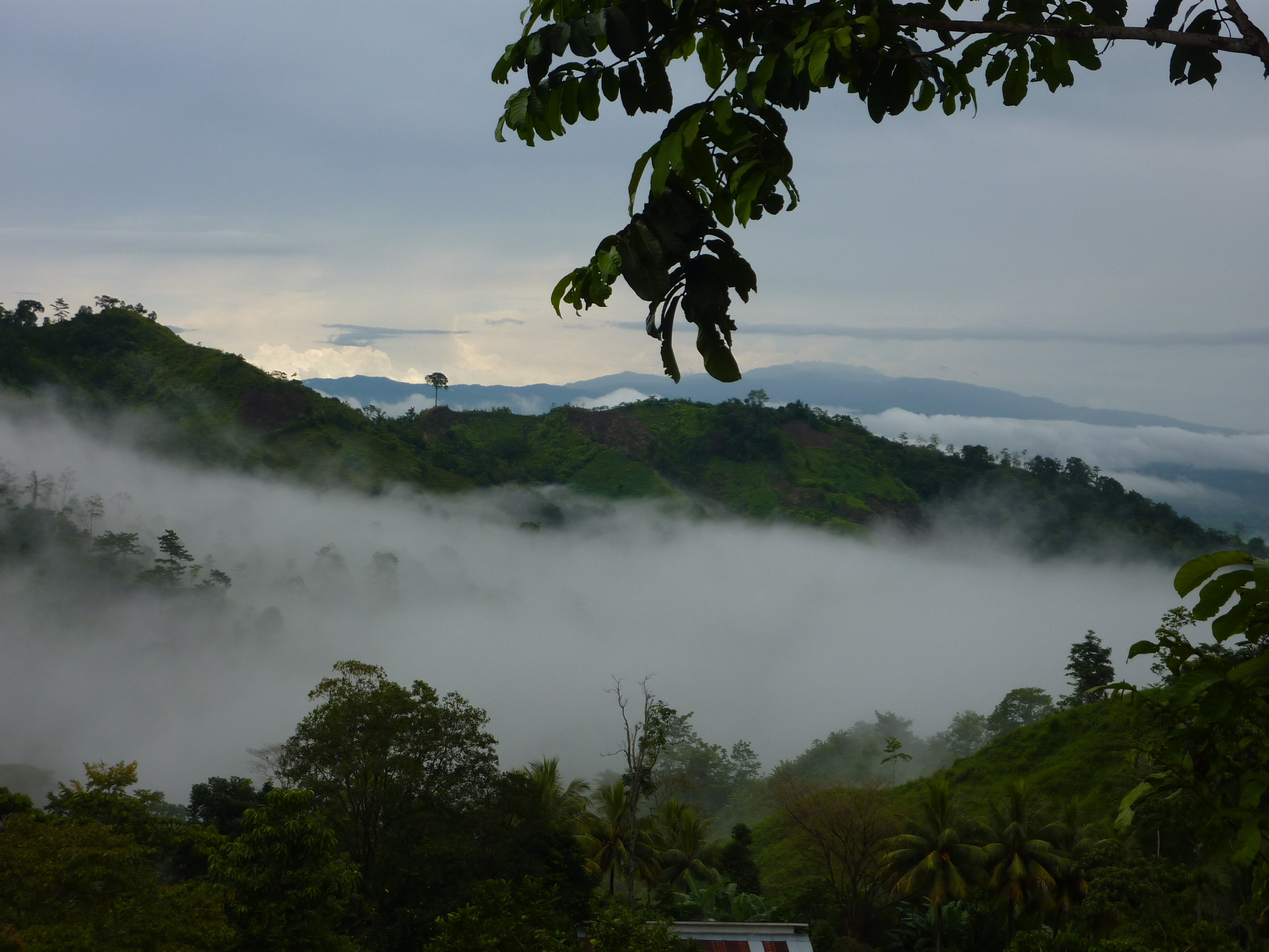 A photograph of rainforest in Honduras, with cloud cover in the valley