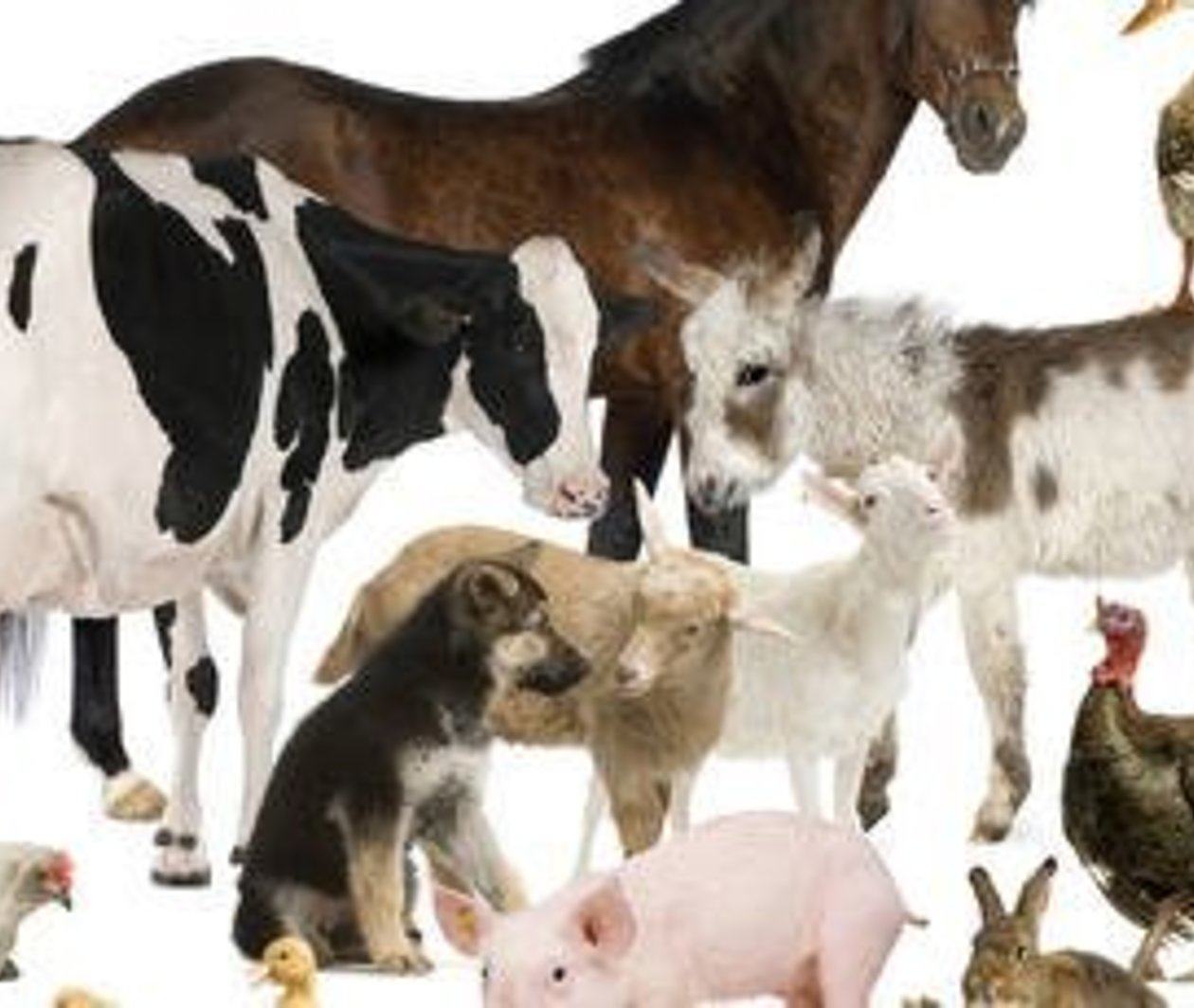 Antimicrobial Stewardship in Veterinary Practice
