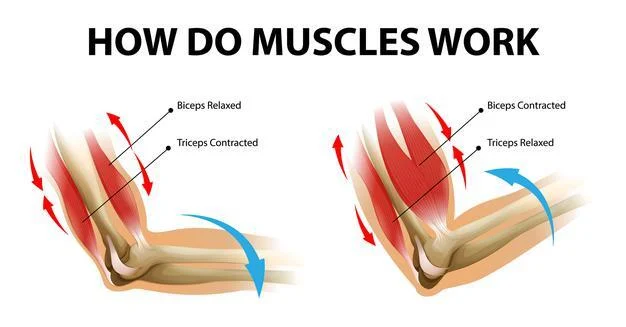 Muscle Contraction Overview Animation