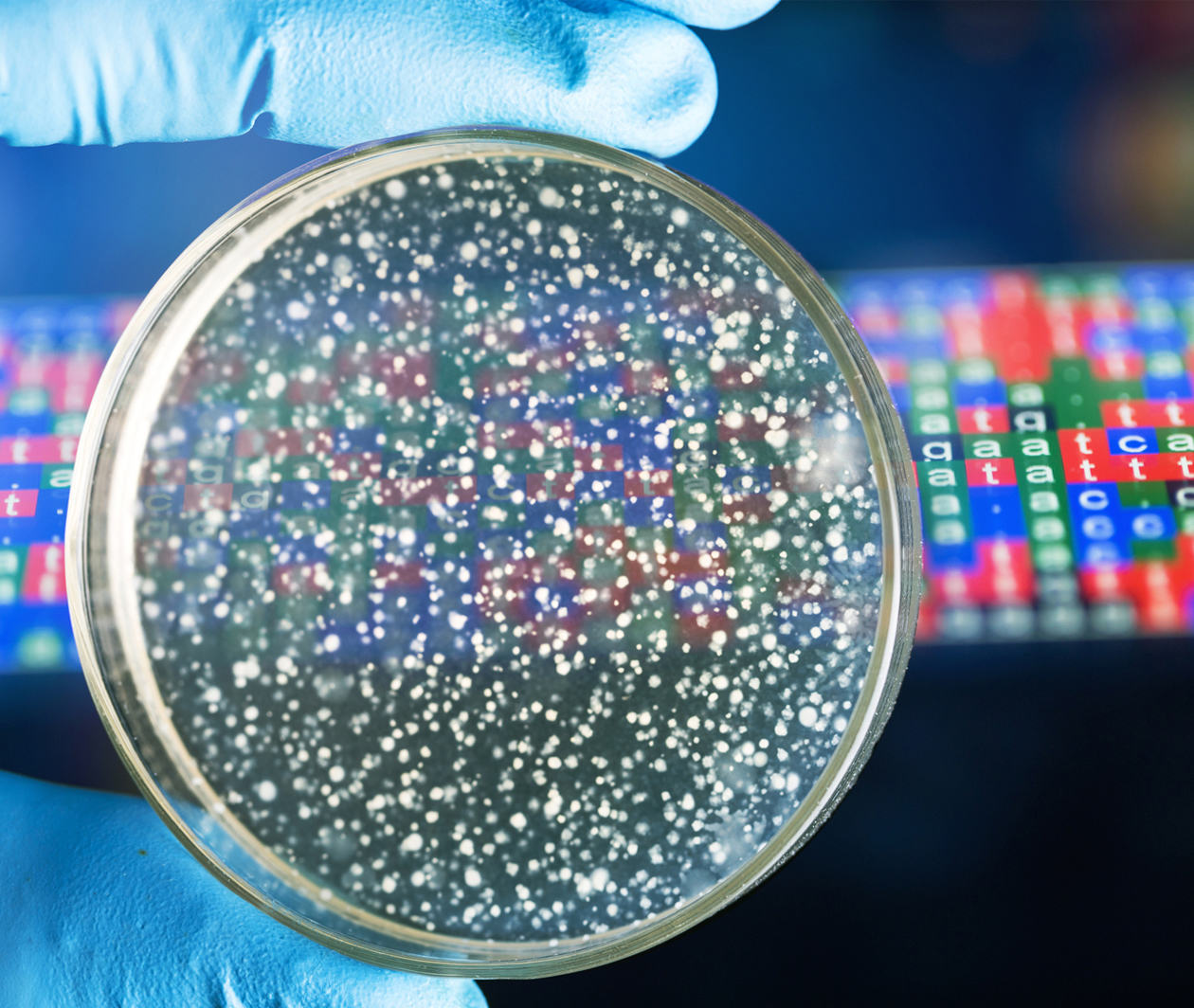 Bacterial plate with bacterial growth held by a blue gloved hand, with behind it, an image of a keyboard with the first letters of the DNA bases C, T, G, A in primary colours 