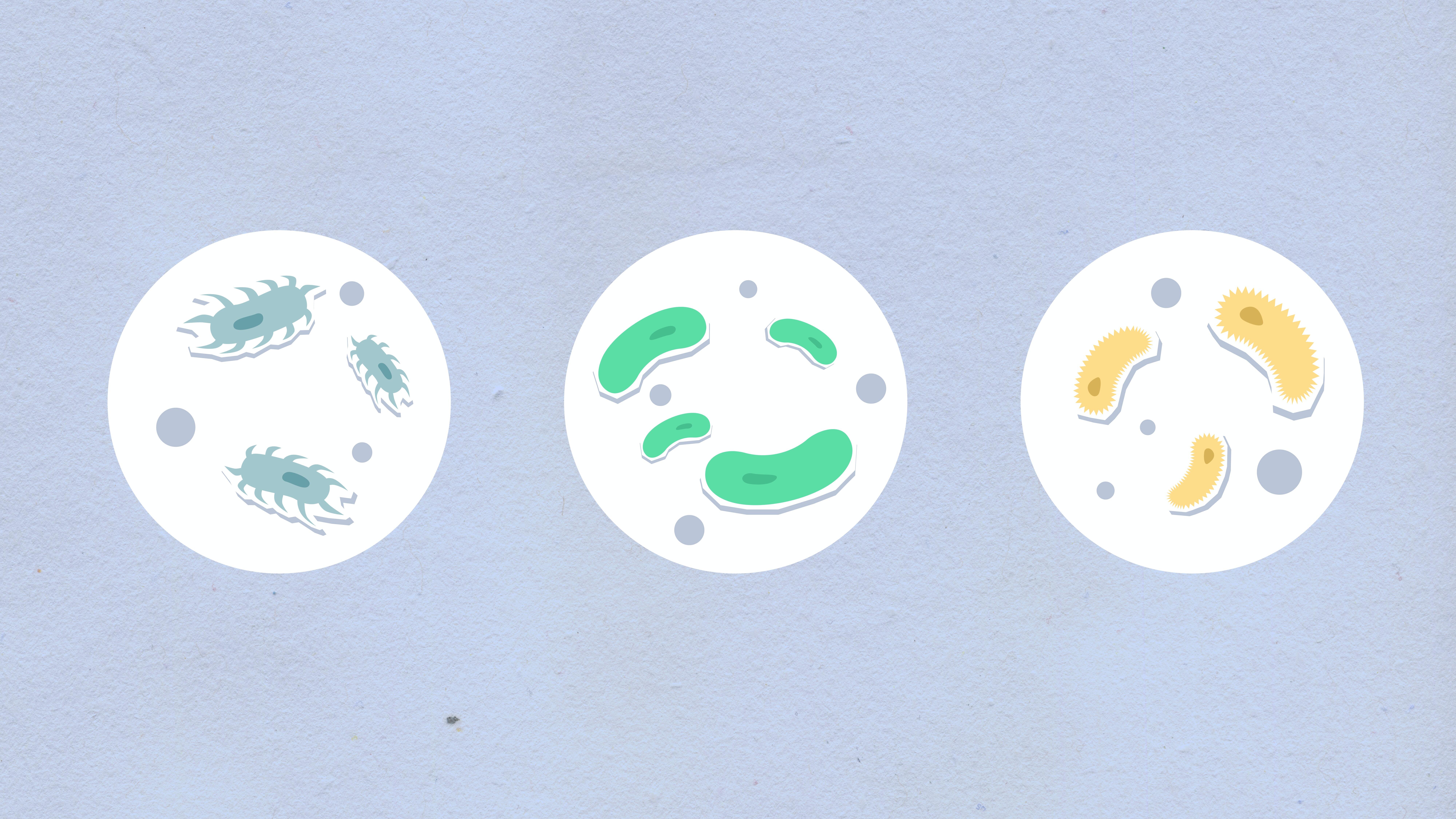 Cardboard illustrations of assorted bacteria on grey background.