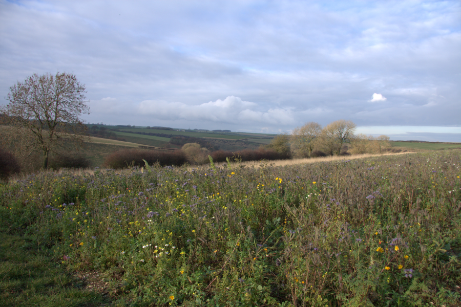 A green valley