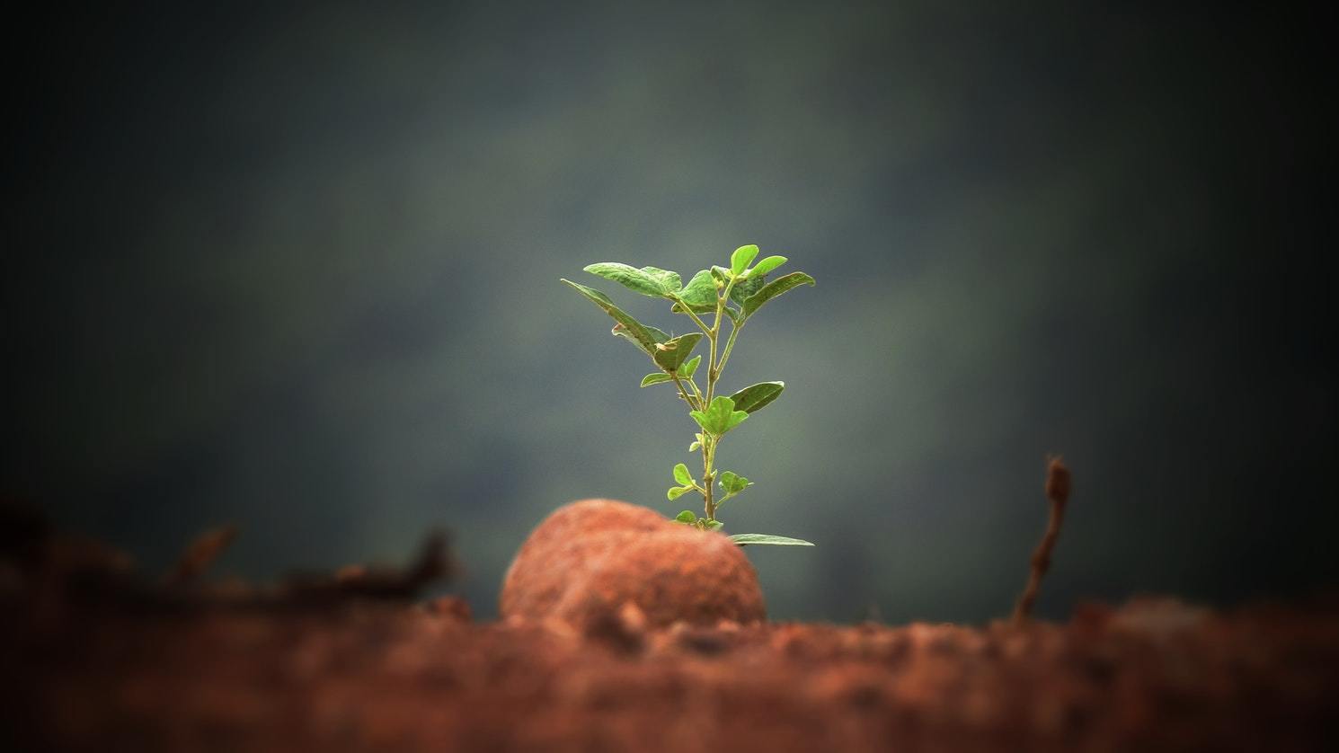 Solitary sapling growing from soil