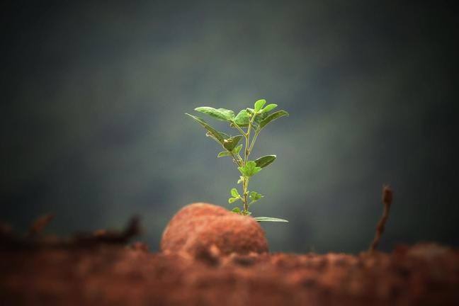 Solitary sapling growing from soil