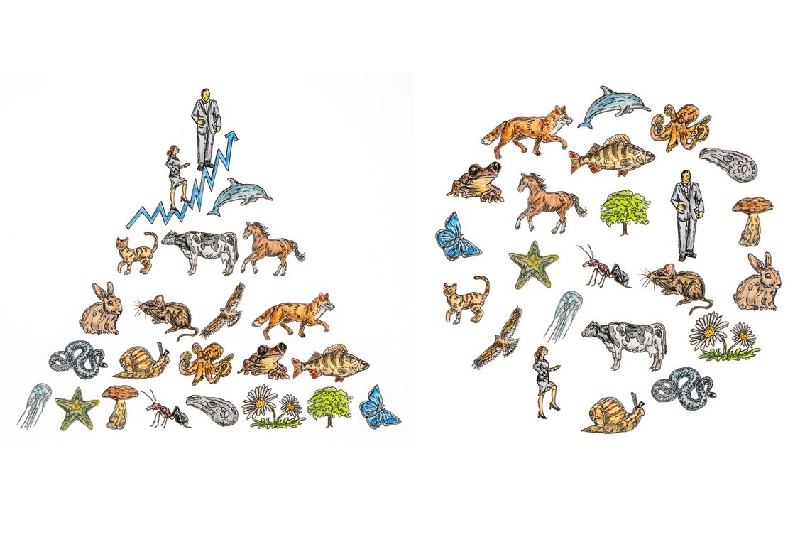 One image shows the human at the top of a pyramid of species. The other image shows the human is part of a circle of species.