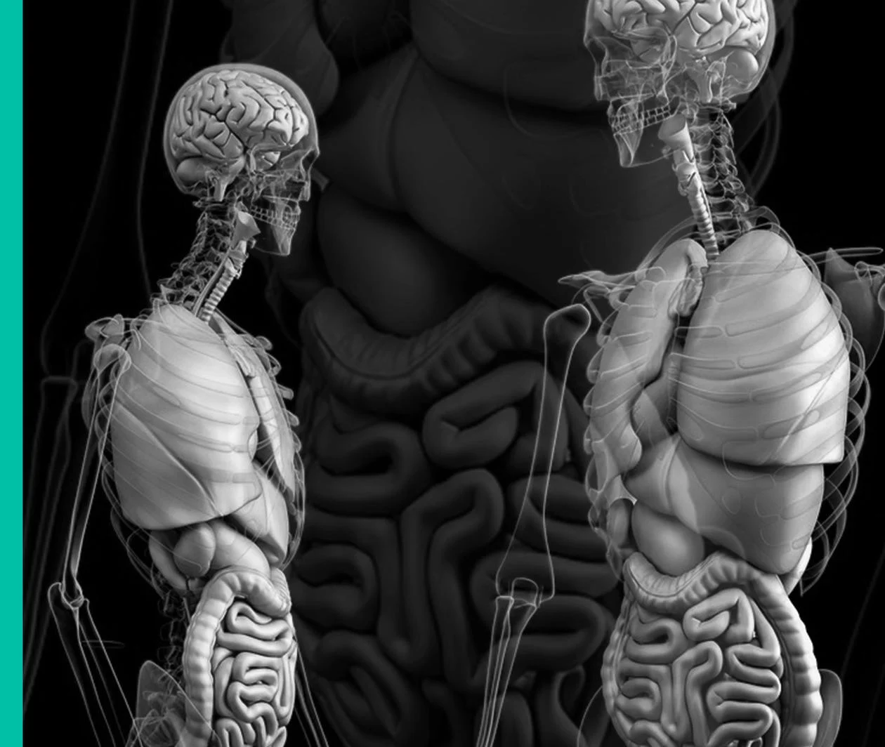 Exploring anatomy: the human abdomen