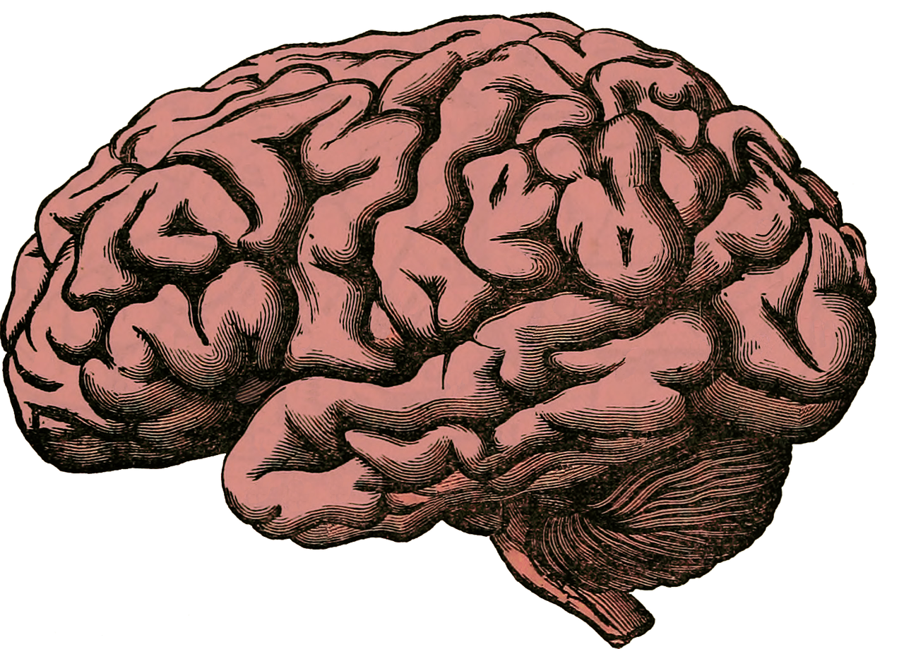 drawing of a human brain