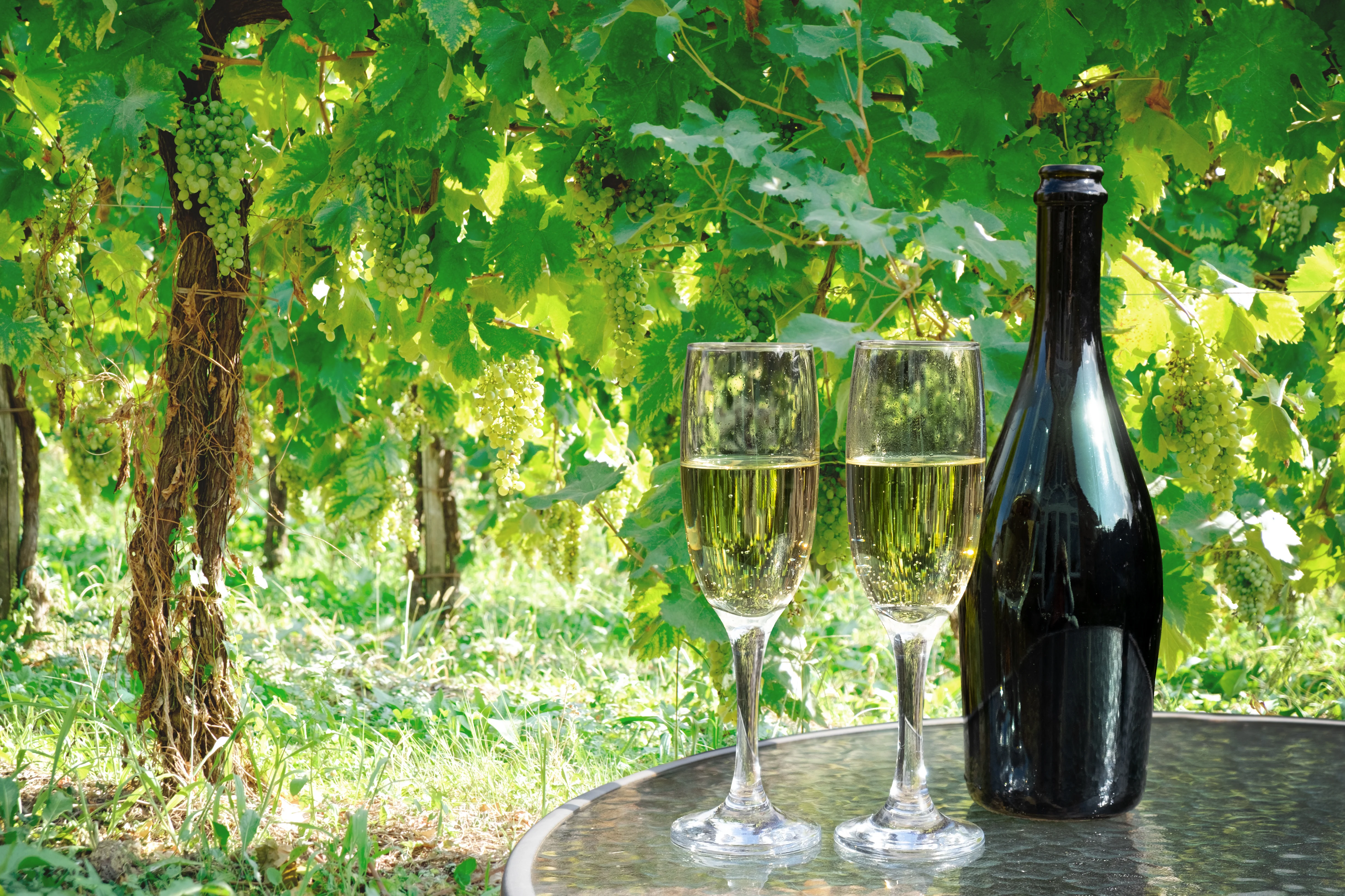 Two goblets and a bottle of Prosecco in a vineyard