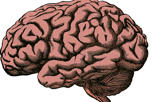 drawing of a human brain
