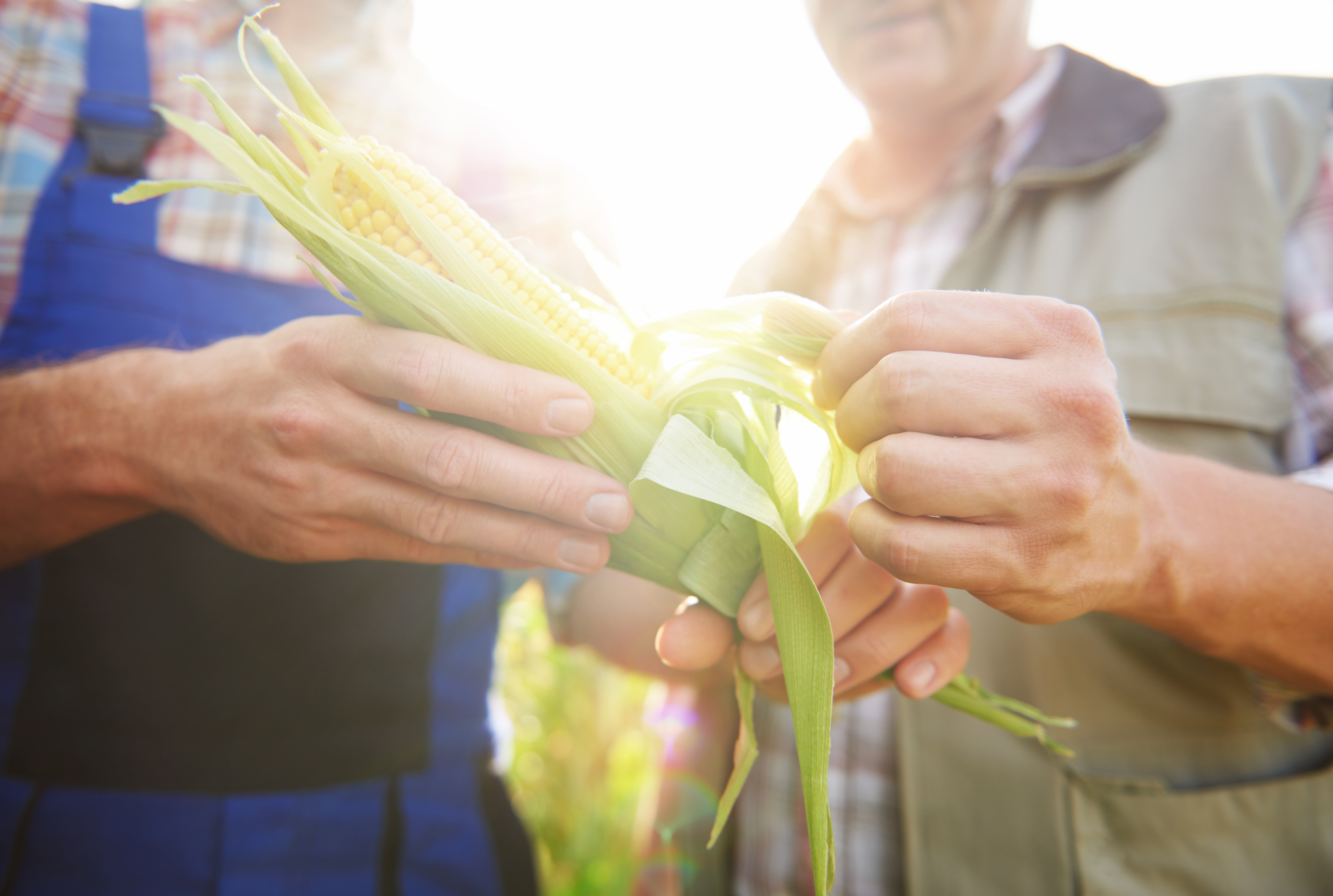 Close up of corn crop