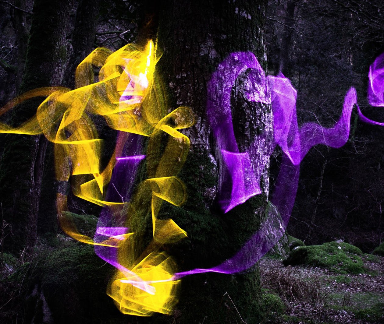 Light weaving between trees.