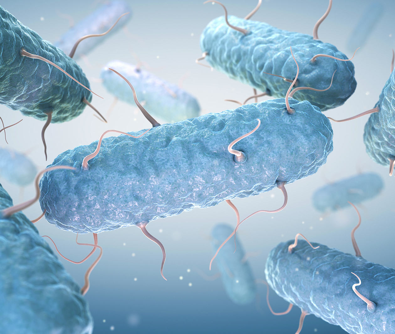 Enterobacteriaceae under a microscope