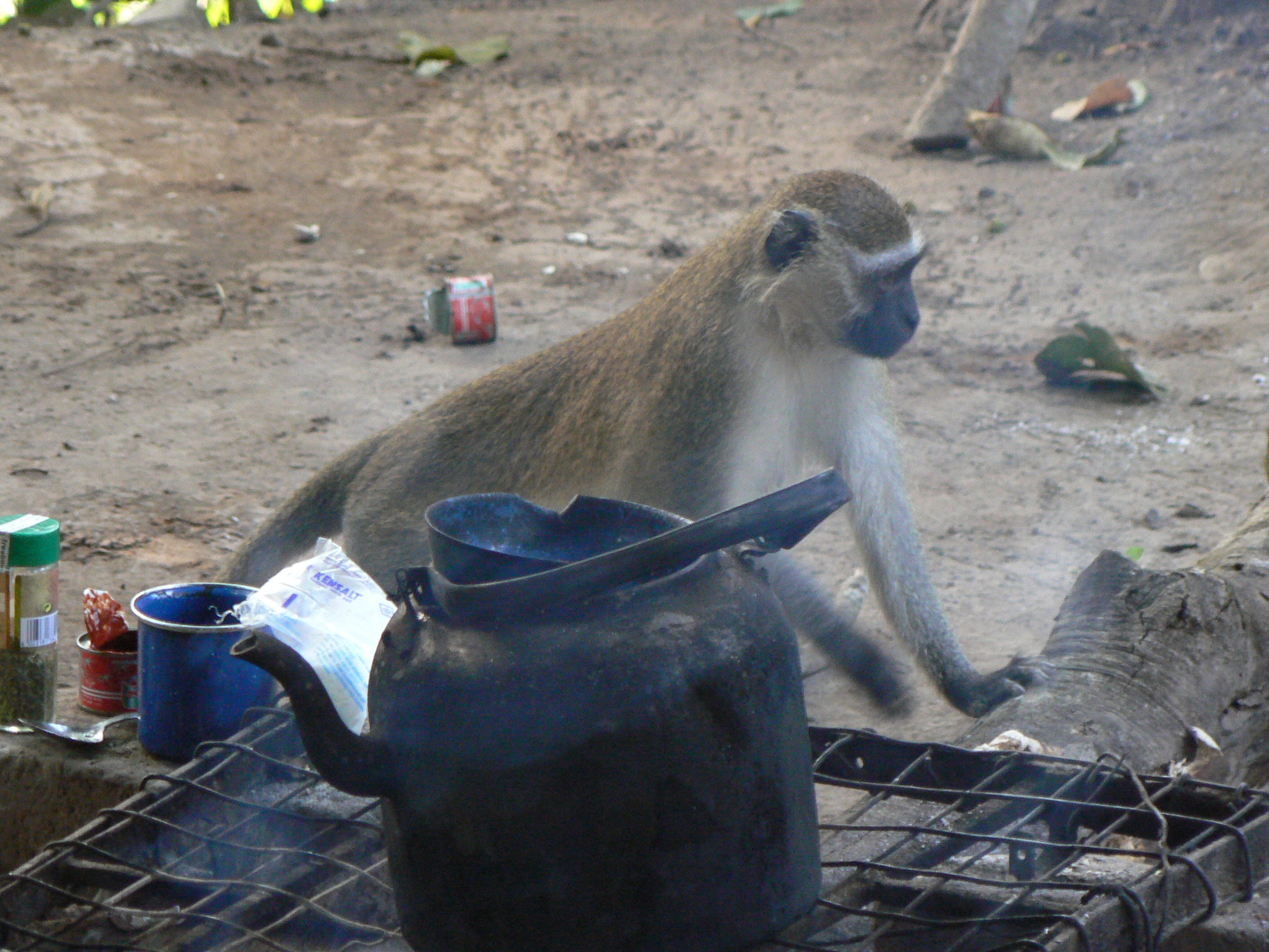 A vervet monkey looking to steal food from an open fire