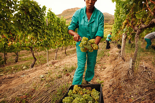Women harvesting grapes in vineyard and putting the bunch of grapes into a plastic crate.