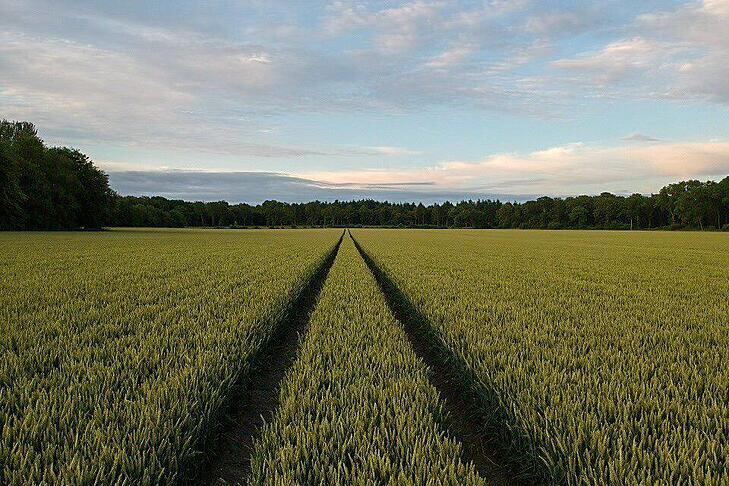 Photograph of field of wheat