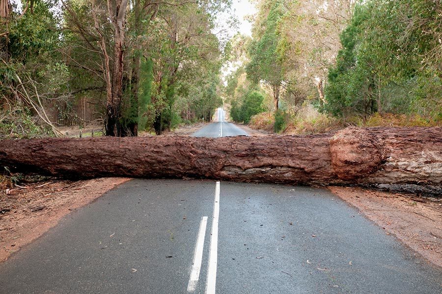 Following a storm, a large tree trunk blocking access on a road in Western Australia.