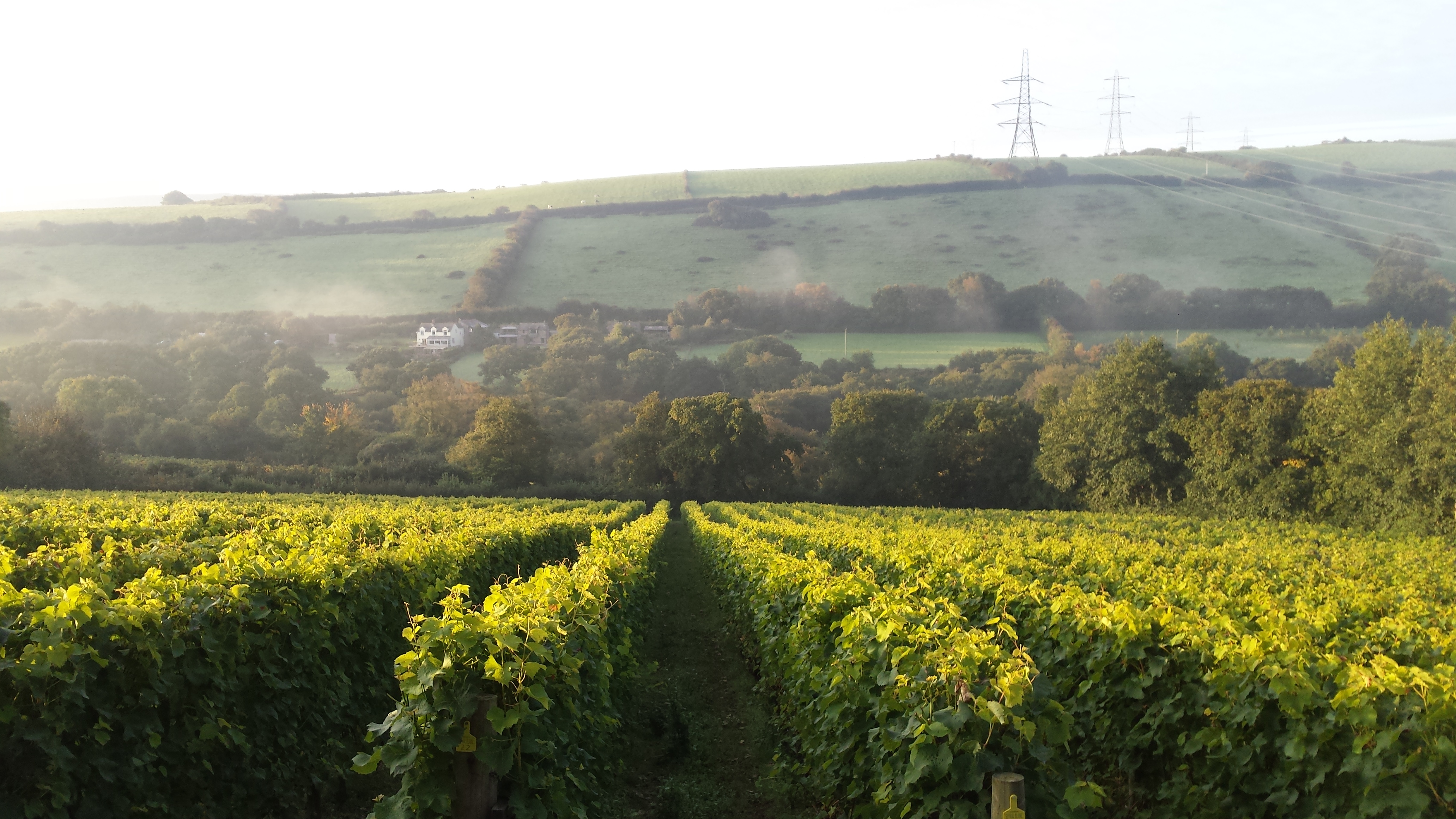 Rows of vines