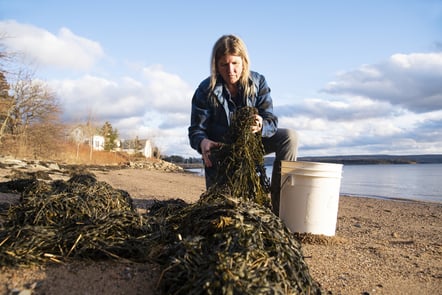 Wild harvest algae