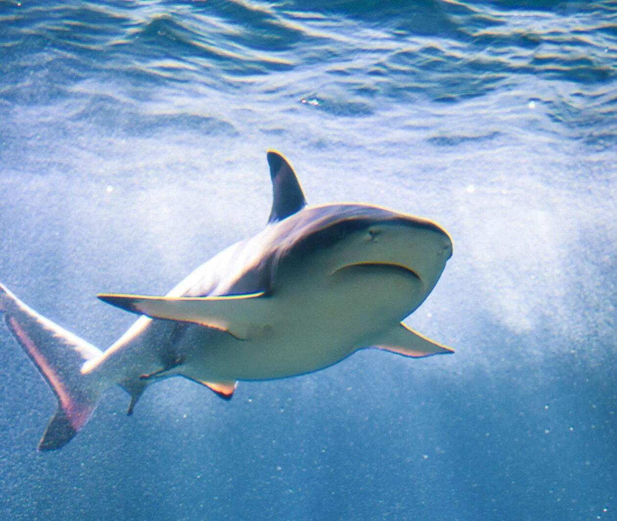 A shark in blue waters.