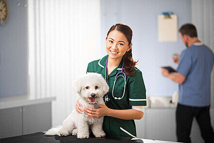 Introduction to Studying Veterinary Medicine