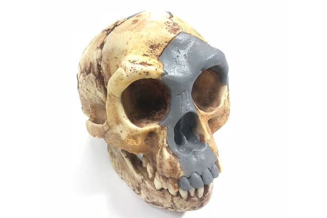 An image of the Homo floresiensis skull