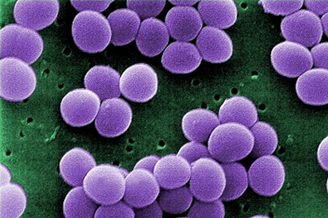 Staphylococcus aureus